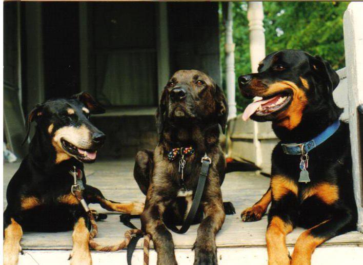 3 of Dr Kramer's dogs